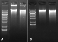 phi29 PCR&酶切
