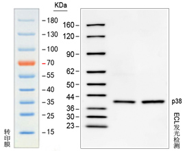 预染发光western blot marker 预染发光western blot marker