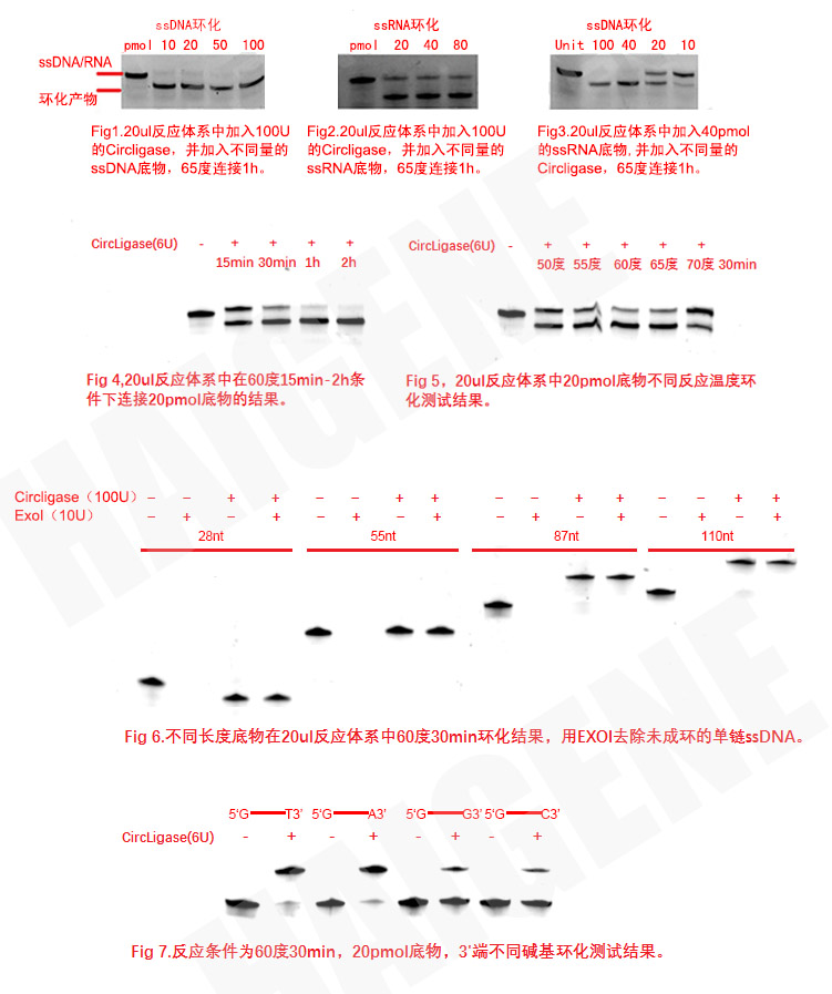 ssDNA环化连接酶